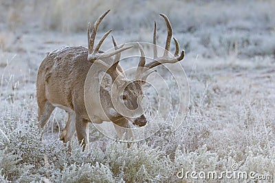 Big mature whitetail buck trailing a doe in heat Stock Photo