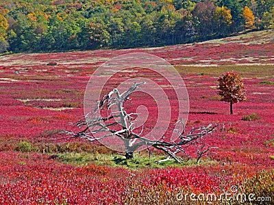 Big Meadow in the Fall, Shenandoah Stock Photo