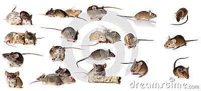 big mice collection Stock Photo