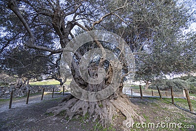Big millenary olive tree near the antique city of Azoria Editorial Stock Photo
