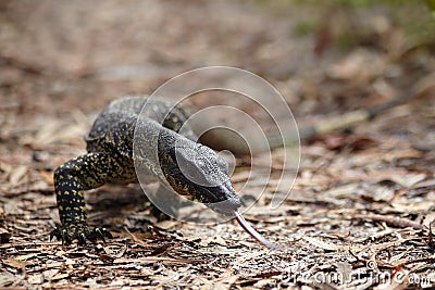 Big monitor lizard creep in a forest Stock Photo