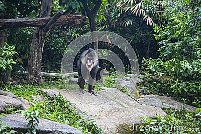 Big monkey, mandrill lat. Mandrillus sphinx. Beautiful portrait of a mandrill close-up, a baboon monkey with a colorful face and Stock Photo