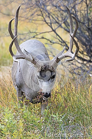 Big Mule deer buck in portrait vertical shot Stock Photo