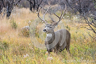 Big mule deer buck in rut Stock Photo