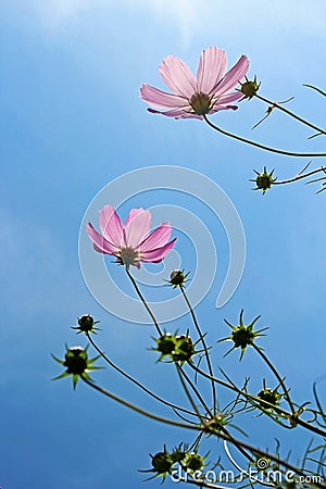 Cosmos flower in bloom Stock Photo