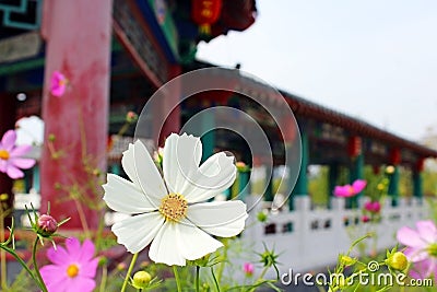 Cosmos flower by the park Stock Photo