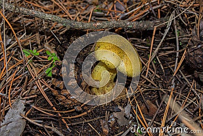 Big mushroom Yellow Knight Tricholoma equestre and pine cone closeup. Stock Photo