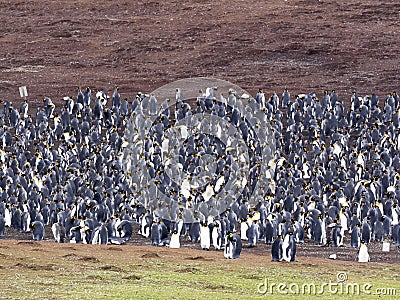 Big nesting colony king penguin, Aptenodytes patagonicus, Volunteer point, Falkland Islands - Malvinas Stock Photo