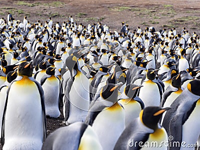 Big nesting colony King penguin, Aptenodytes patagonicus, Volunteer point, Falkland Islands - Malvinas Stock Photo