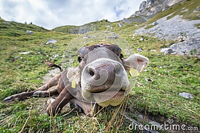 Big nose of labeled young cow Stock Photo