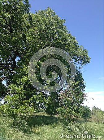 Big Oak Stock Photo