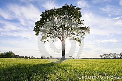 Big oak tree and sunshine Stock Photo