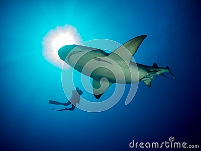 Oceanic shark swim close around scuba diver on blue ocean background Stock Photo