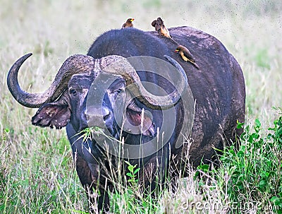 A big old african or cape buffalo is eating grass on a open grass plain. Africa`s big 5 five animals. Kenya, Africa. Stock Photo