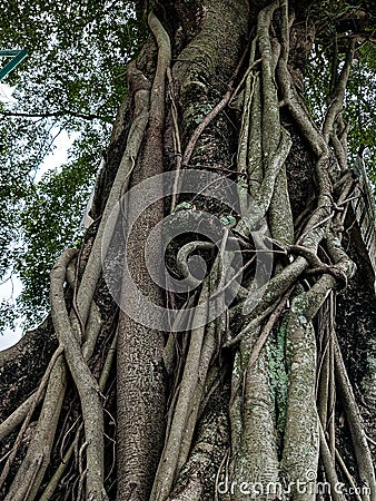 A big and old banyan tree with very shady leaves Stock Photo