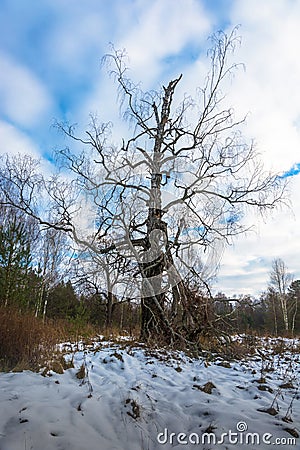 Big old dried birch. Stock Photo
