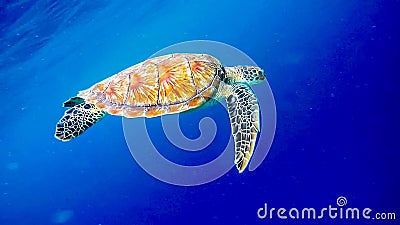 Big old green sea turtle peacefully swimming and diving near the island coral reef Stock Photo