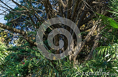 Big old multi-stemmed tree Platycladus orientalis, also known as Chinese thuja, Oriental arborvitae, Chinese arborvitae, biota Stock Photo