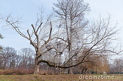 Big old Oak Plantae Quercus Fagaceae tree in the forest with huge dry branches as from fairy tale or magical woods Stock Photo