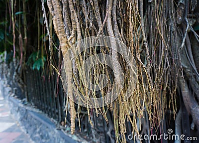 A big old tree with big and long dry roots at kebun raya bogor indonesia Stock Photo