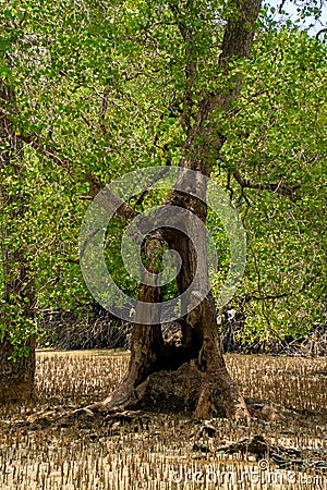 Big old tree in the mangrove forest surrounded by pneumatophores and aerial roots. Large hole on the tree trunk, Malaysia Stock Photo