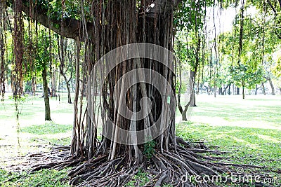 Big old trunk tree with lianas hanging from its branches in a park with bright sunlight Stock Photo
