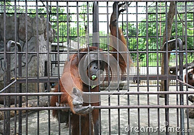 Big orang-utan in zoo Stock Photo