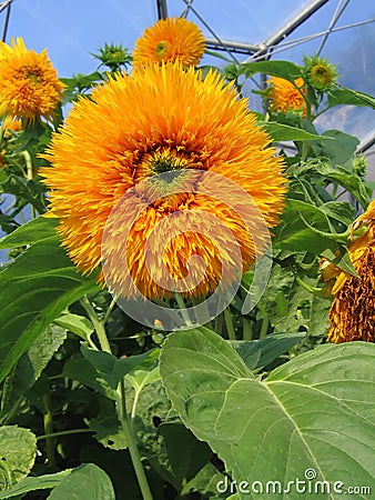 Big Orange Flower Stock Photo