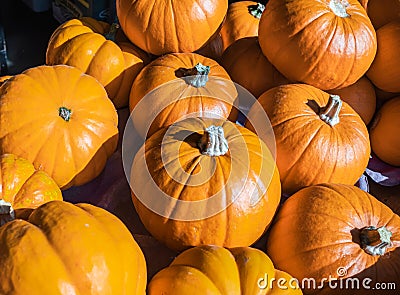 Big orange pumkins from an autumn harvest. A lot of pumkin at market place. Lots of pumpkins, great for fall background Stock Photo