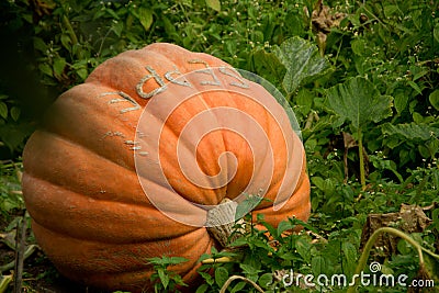 Big orange pumpkin in a field Stock Photo