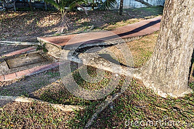 Big overgrown root from tree destroy pavement sidewalk Stock Photo
