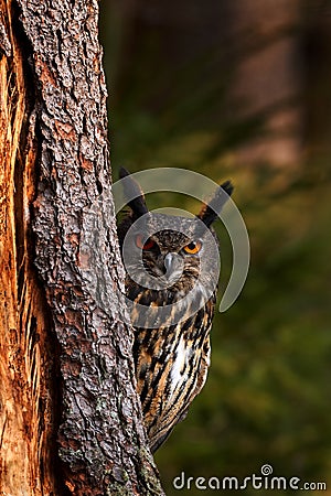 Big owl in forest habitat, sitting on old tree trunk. Eurasian Eagle Owl with big orange eyes, Germany. Bird in autumn wood, Stock Photo