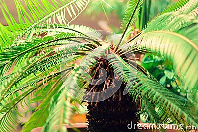 Big palm at flower pot closeup Stock Photo