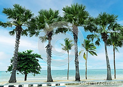 Big Palm Tree on the Side of the beach and Road Facing the Sea Stock Photo