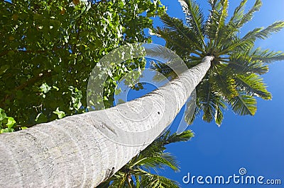 Big palmtree Stock Photo