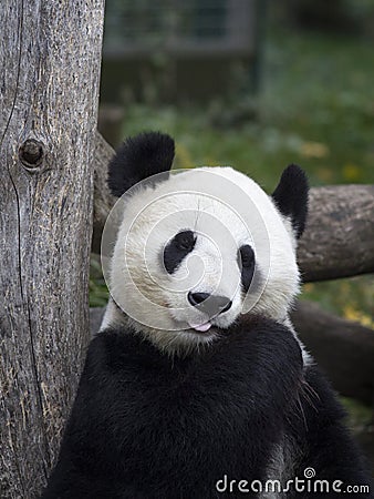 Big Panda at the Vienna zoo, Austria Stock Photo