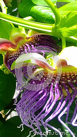 Big pasion fruit flower bloom in march, an exotic plant wallpaper Stock Photo