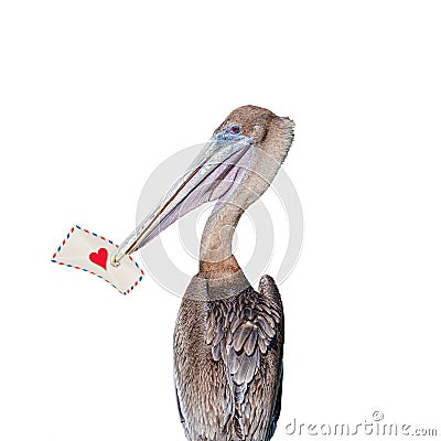 Big pelican holding in his beak a love letter isolated at white background. Concept of love, dating and glamour Stock Photo