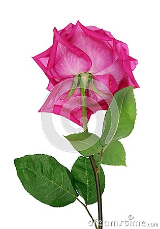 Big perfect pink rose of the variety Big Purple back side view Stock Photo