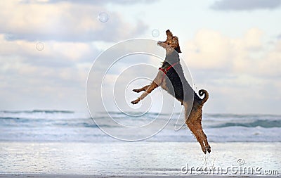 Big pet dog jumping running playing on beach in summer Stock Photo