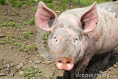 Big pig on the farm Stock Photo