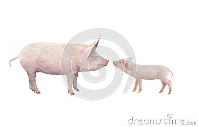 Big pig and piglet isolated on white Stock Photo