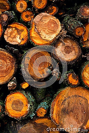 Big pile of cut tree trunks for the background. Stock Photo