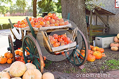 Big pile of pumpkins in a wooden cart Stock Photo