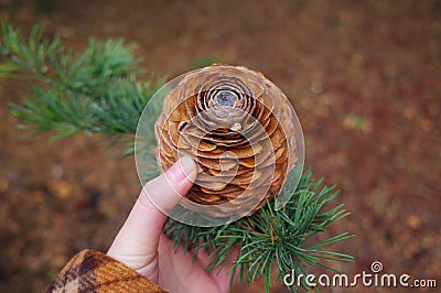 a big pine cone Stock Photo