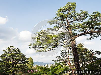 Big pine trees in the public park surrounding Kochi castle Stock Photo