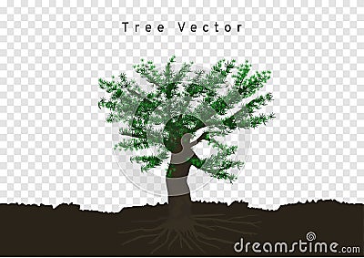 Big pine trees spread their roots, branched in the soil, tree vector isolated on transparency background Vector Illustration