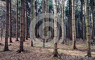 Big pine trees woods or forest in Slovenia. Stock Photo