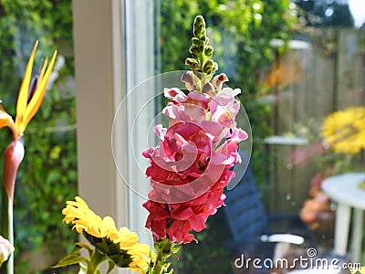 Big pink flower in front of a window with refelctions, various other flowers in the background Stock Photo