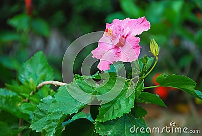 Big pink hibiscus flowers Bright green leaves Stock Photo